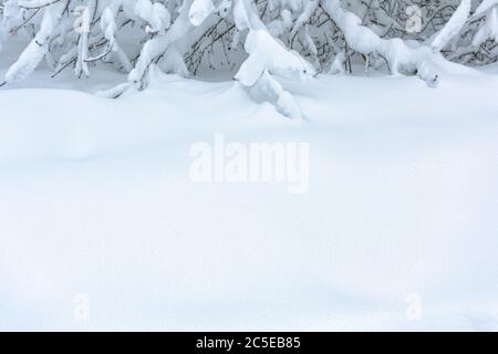 Background of snow texture with copy space for text. Plain snowy pure landscape. Scene of white surface and branches in winter forest. Bright blue fre Stock Photo