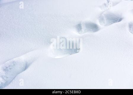 Snow texture abstract background. Plain snowy pure landscape. Smooth footprints on fresh snow cover after snowfall. Scene of white nature surface in w Stock Photo