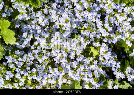 Background of many Forget-me-not flowers Stock Photo