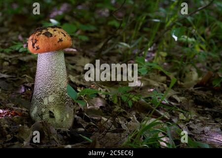 Red and white edible mushroom Leccinum versipelle growing in the birch forest. Also known as orange birch bolete. Natural environment. Stock Photo