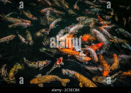 Big yellow, orange and white carp fish swimming above surface in a pond and fighting for food, TIRTA GANGGA WATER TEMPLE, BALI, INDONESIA Stock Photo