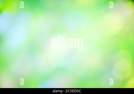 Blurry green trees background. Natural bokeh summer day Stock Photo