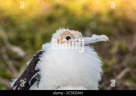A great frigadebird  chick is characterized by a soft white plumage and a rust-colored head on the island of Genovesa Stock Photo