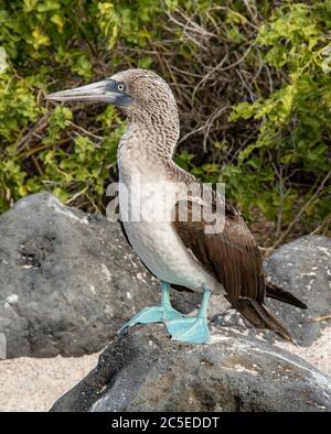 A blue footed booby stands on a stone near his egg on a small beach of Lobos Island, near San Cristobal, Galapagos Stock Photo