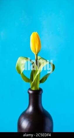 panoramic vertical still-life - fresh yellow tulip flower in ceramic jug with cyan color background (focus on the bloom) Stock Photo