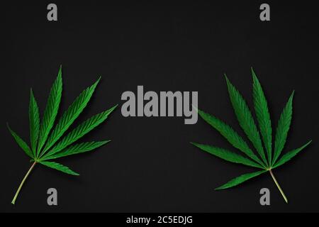Cannabis, marijuana leaves isolated on black Stock Photo