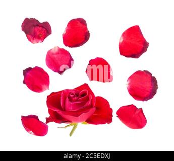 fallen petals and withered bloom of red rose flower isolated on white background Stock Photo