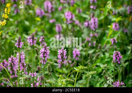 Botanical collection of medicinal plants and herbs, Betonica or Stachys officinalis, hedgenettle, betony, bishopwort plant in summer Stock Photo