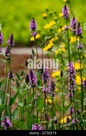 Botanical collection of medicinal plants and herbs, Betonica or Stachys officinalis, hedgenettle, betony, bishopwort plant in summer Stock Photo