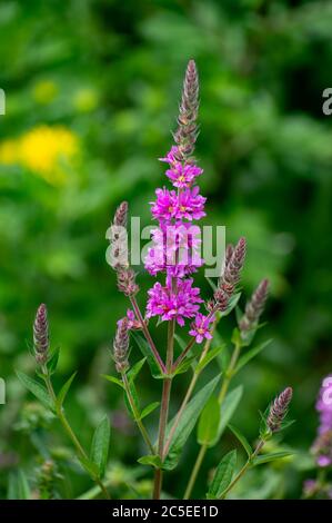 Botanical collection of medicinal plants and herbs, Betonica or Stachys officinalis, hedgenettle, betony, bishopwort plant in summer Stock Photo