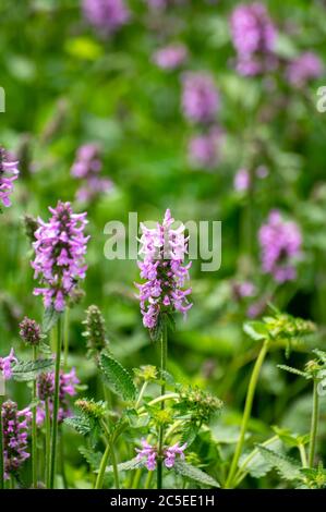 Botanical collection of medicinal plants and herbs, Betonica or Stachys officinalis, hedgenettle, betony, bishopwort plant in summer Stock Photo