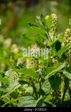 Botanical collection of poisonious plants and herbs, Phytolacca americana, or  American pokeweed, poke sallet, dragonberries plant in blossom Stock Photo