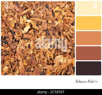 A background of shredded tobacco in a colour palette with complimentary  colour swatches Stock Photo
