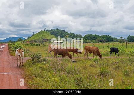 Small farm house with cows on the savanna along the Linden-Lethem dirt road linking Lethem and Georgetown in the rainy season, Guyana, South America Stock Photo