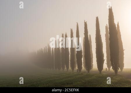 Morning sun shining through a row of misty cypress trees in Tuscany, Italy Stock Photo