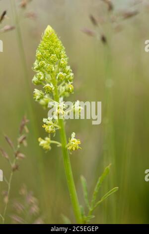 Close up of a flower spike of the wildflower Reseda - Weld plant flowering on Morgans Hill (SSSI), Wiltshire, England, UK Stock Photo