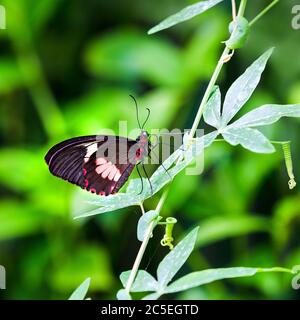 Closeup of a female Transandean Cattleheart, Parides iphidamas, butterfly on a pasion fruit vine. A tailless Swallowtail butterfly native to Central a Stock Photo
