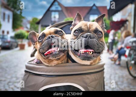 Two panting French Bulldog dogs with open mouths sticking heads out of dog buggy with blurry city street in background Stock Photo