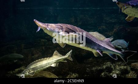 Sturgeons swims underwater. Live sturgeon and other fish in large aquarium. Stock Photo