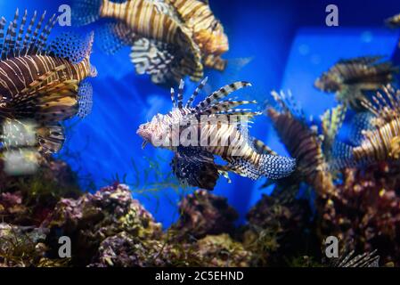 Aquarium with beautiful lionfish. Tropical exotic fishes swim in marine life aquarium. Underwater sea world close-up. Stock Photo