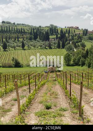 Vinyards near Abbey of Sant'Antimo in Tuscany, Italy Stock Photo