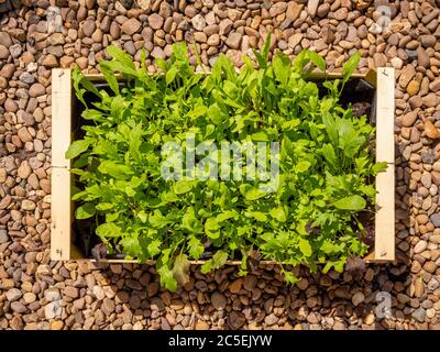 Plan view of mixed salad leaves growing in a recycled wooden vegetable box. Stock Photo