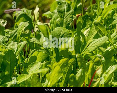Close up of mixed salad leaves including rocket and Swiss chard, growing outside in a UK garden. Stock Photo