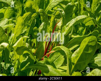 Close up of mixed salad leaves including rocket and Swiss chard growing outside in a UK garden. Stock Photo