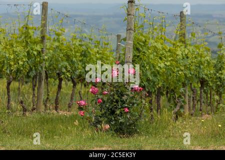 Rose bushes in vinyards in Tuscany, Italy Stock Photo