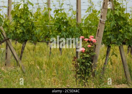 Rose bushes in vinyards in Tuscany, Italy Stock Photo