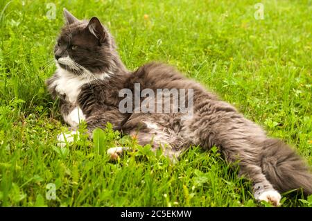 Female grey cat resting on green grass meadow Stock Photo