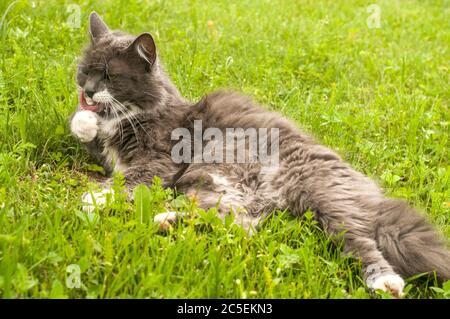 Female grey cat resting on green grass meadow Stock Photo