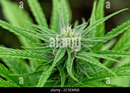 Macro photography of a flowering female cannabis plant Stock Photo