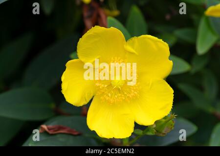 Macro photography of a Hypericum Hidcote flower in the garden Stock Photo
