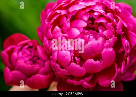 Peony close-up. Peony rose renaissance after rain close-up.  Red Spring Flower. Money flower of happiness. Stock Photo