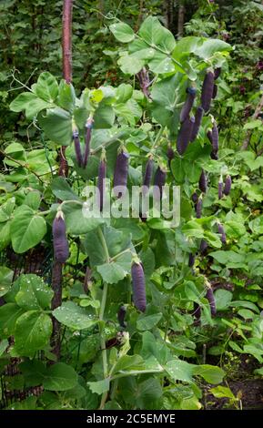 Pods of Kapucijner pea or Field pea growing on plant Stock Photo