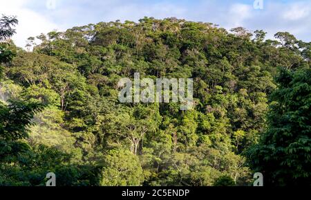 Small hill, covered by dense tropical forest, with blue sky in the background, Areal city, state of Rio de Janeiro, Brazil Stock Photo