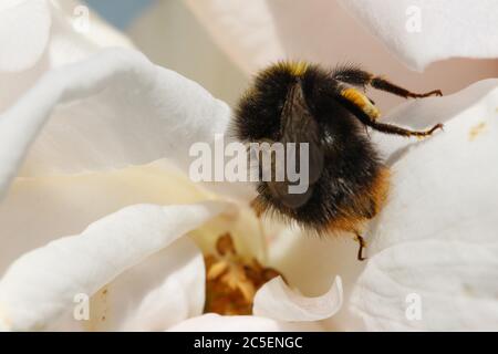 Male red tailed bumble bee climbing into a rose, Wales, UK Stock Photo