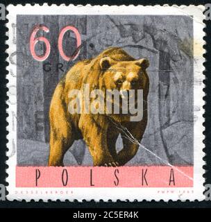 POLAND - CIRCA 1965: stamp printed by Poland, shows bear, circa 1965. Stock Photo