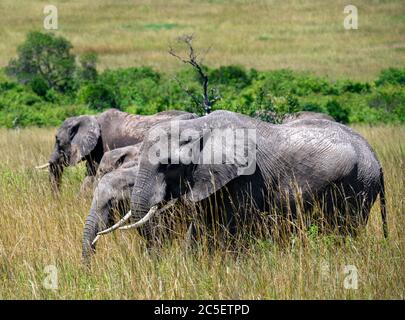 African bush elephant (Loxodonta africana). Family of African elephants, Masai Mara National Reserve, Kenya, East Africa Stock Photo