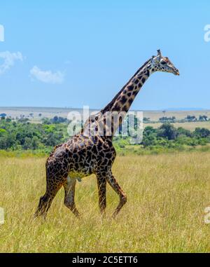 Masai giraffe (Giraffa camelopardalis tippelskirchii). Large male Masai Giraffe in Masai Mara National Reserve, Kenya, Africa Stock Photo
