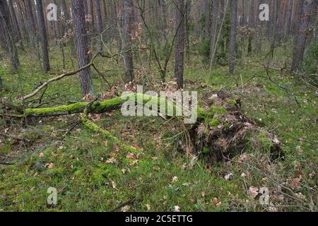 The wind broke the tree. Roots and trunk of an overturned tree. Cloudy day. Stock Photo