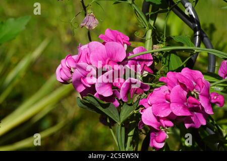 Pink flowers of everlasting pea (Lathyrus latifolius) of the pea family Fabaceae. Early summer in a Dutch garden. Stock Photo