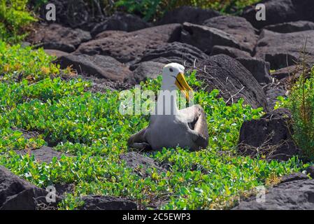 An endemic male Galapagos or Waved Albatross (Phoebastria irrorata) on Espanola Island, Galapagos national park, Ecuador. Stock Photo