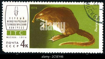 RUSSIA - CIRCA 1974: stamp printed by Russia, shows Desman, circa 1974. Stock Photo