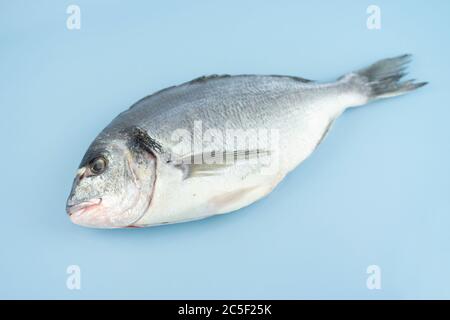 Dorado fish lies on a blue background Stock Photo