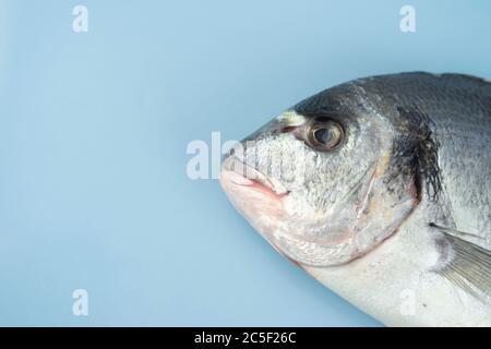 Dorado fish lies on a blue background Stock Photo