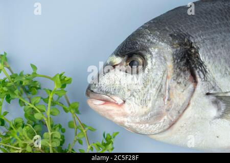Dorado fish lies on a blue background Stock Photo