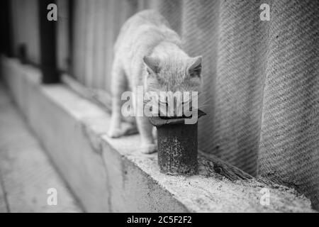 Curious cat sniffs old rusty pipe near rural fence Stock Photo