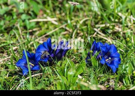 Sankt Barbara im Mürztal: Kochscher Enzian (Gentiana acaulis, the stemless gentian, or trumpet gentian), hoverfly, mountain Hohe Veitsch (Veitschalpe) Stock Photo